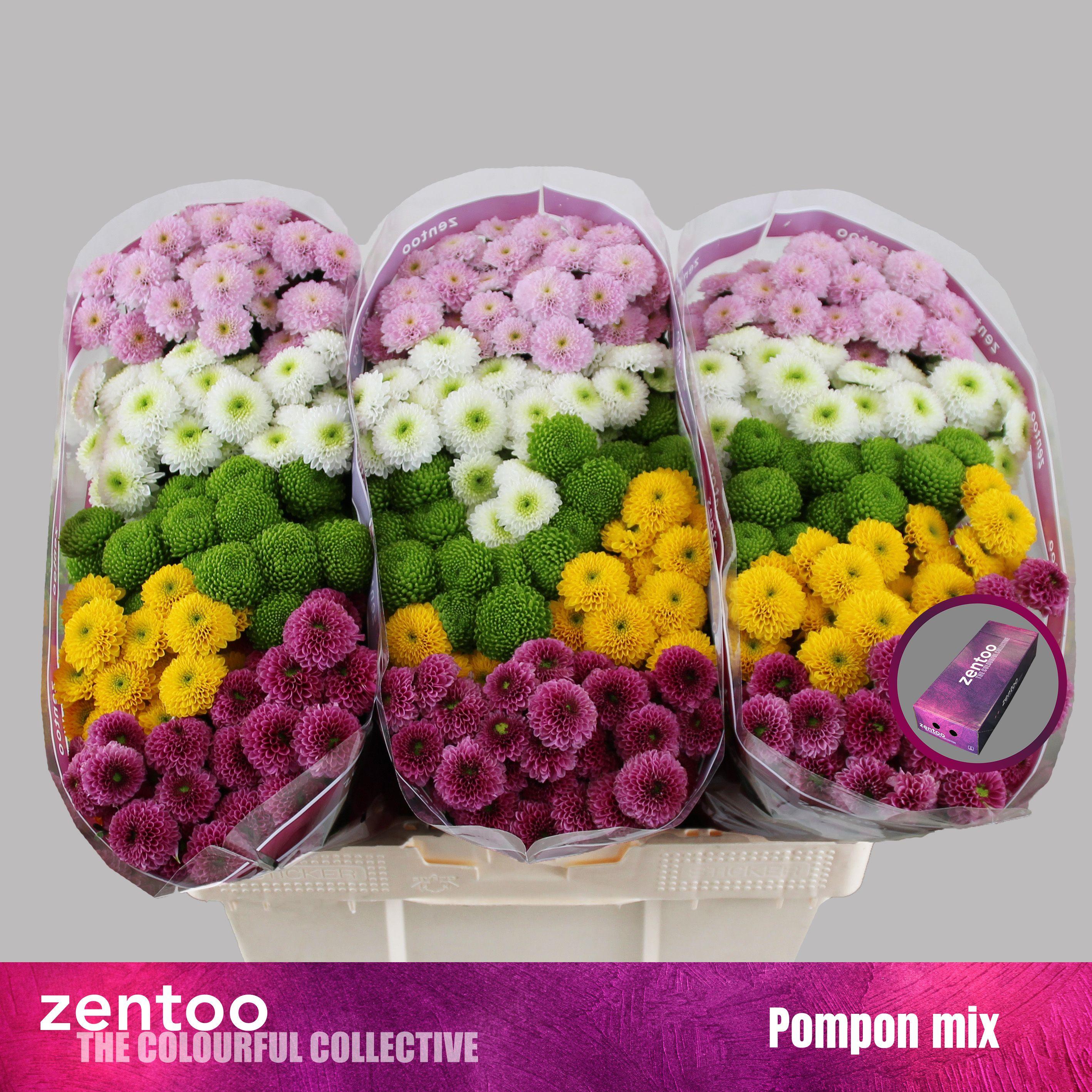 Срезанные цветы оптом Chrys sa mix pompon от 225шт из Голландии с доставкой по России