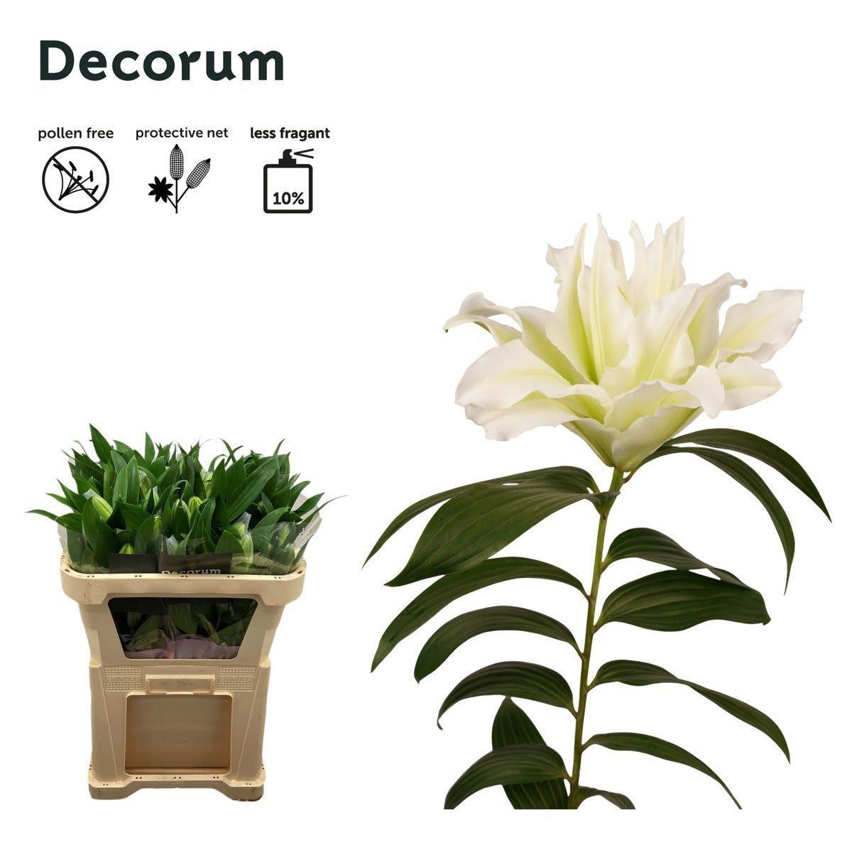 Срезанные цветы оптом Lilium or dbl roselily aisha от 60шт из Голландии с доставкой по России