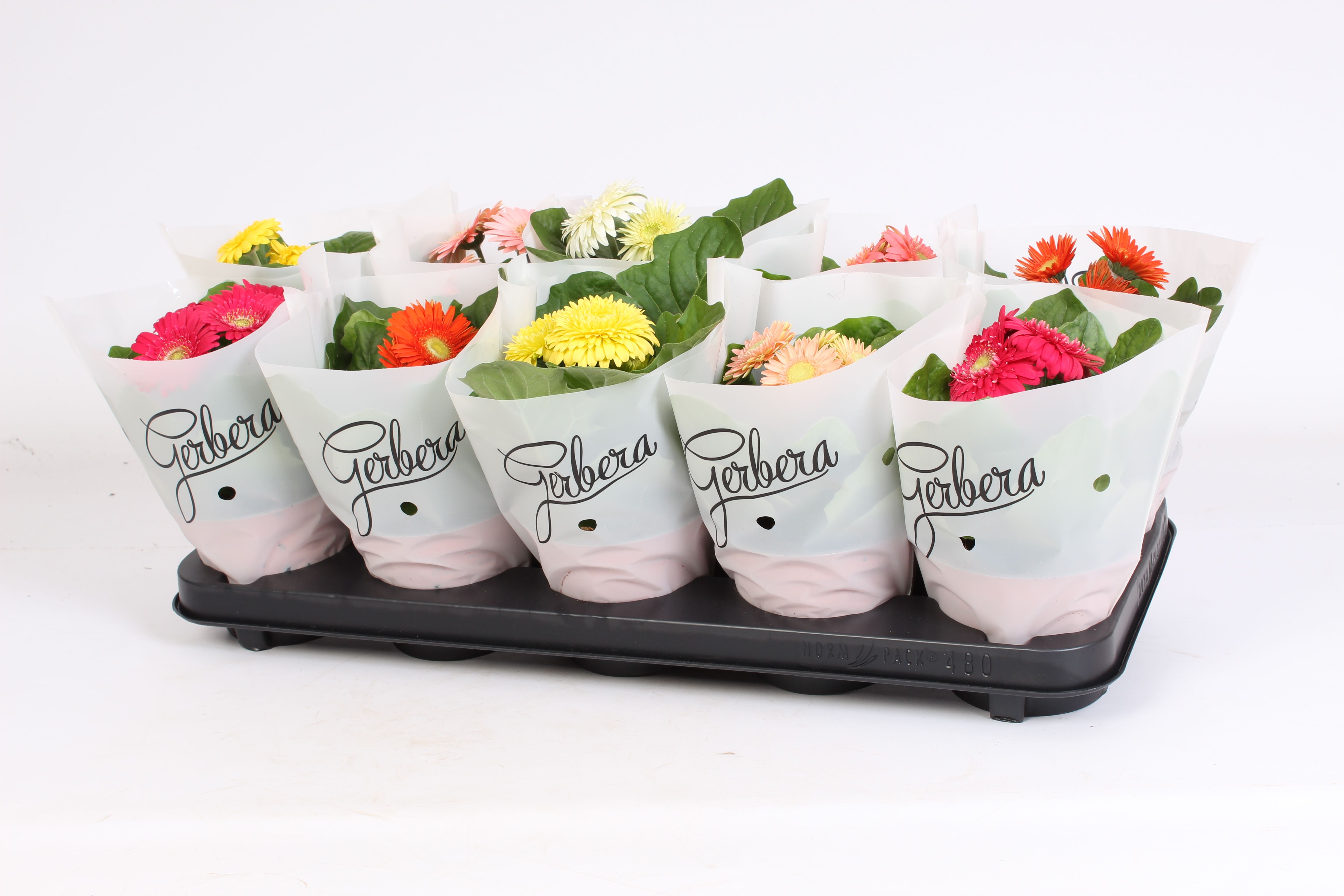 Горшечные цветы и растения оптом Gerbera 2+ Cutie In Frosted Hoes от 10шт (для телеги) из Голландии с доставкой по России