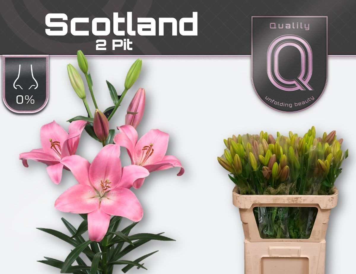 Срезанные цветы оптом Lilium la scotland от 80шт из Голландии с доставкой по России