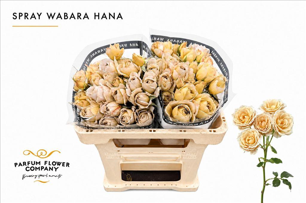 Срезанные цветы оптом Rosa spray wabara hana от 12шт из Голландии с доставкой по России