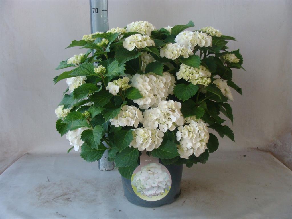 Горшечные цветы и растения оптом Hydrangea Mac. от 1шт из Голландии с доставкой по России
