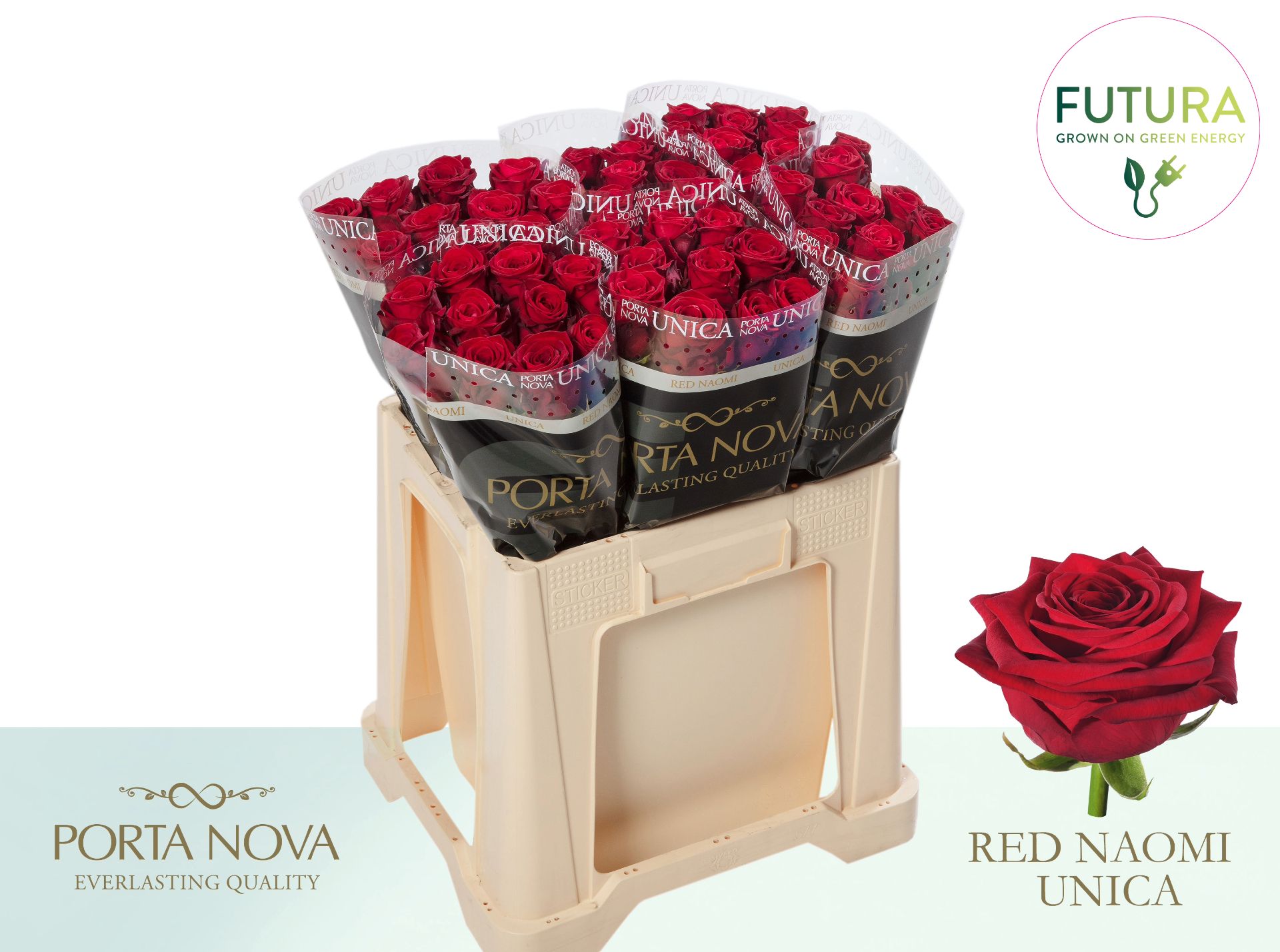 Срезанные цветы оптом Rosa large red naomi! Unica Porta Nova Futura от 60шт из Голландии с доставкой по России