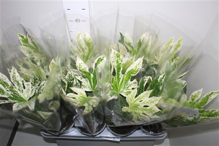 Горшечные цветы и растения оптом Fatsia Variegata Bontbladig от 8шт из Голландии с доставкой по России