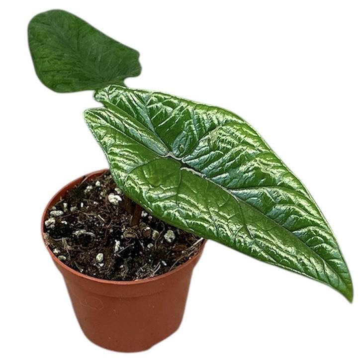 Горшечные цветы и растения оптом Alocasia Scalprum от 1шт (для телеги) из Голландии с доставкой по России