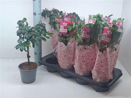 Горшечные цветы и растения оптом Azalea Mix On Stem от 8шт из Голландии с доставкой по России