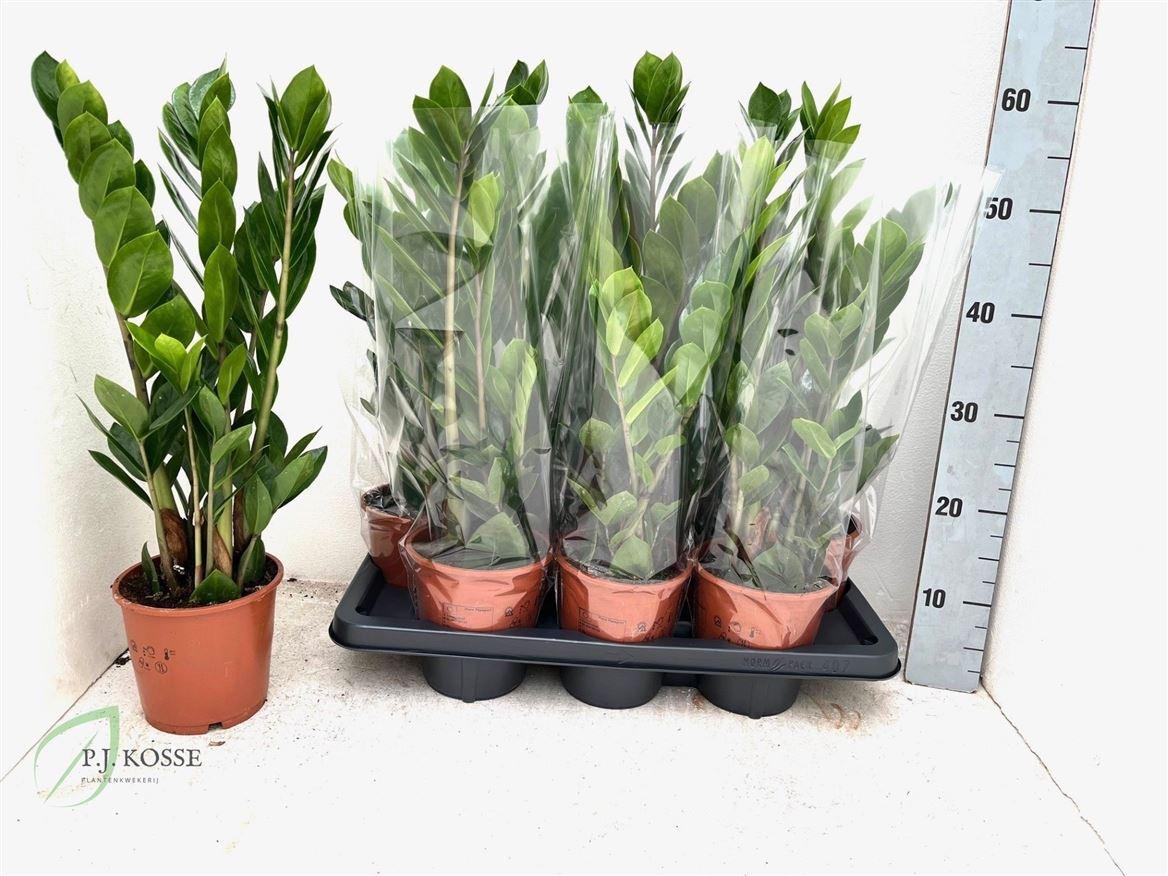 Горшечные цветы и растения оптом Zamioculcas 5+ от 7шт из Голландии с доставкой по России