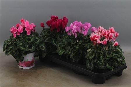 Горшечные цветы и растения оптом Cyclamen Super Xl Mix от 3шт (для телеги) из Голландии с доставкой по России