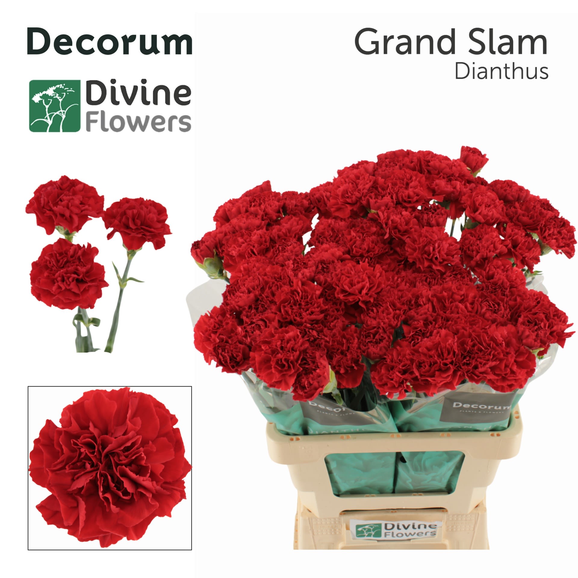 Срезанные цветы оптом Dianthus st grand slam от 80шт. из Голландии с доставкой по России