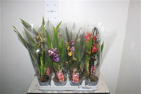 Горшечные цветы и растения оптом Orchideeen Gem 1 Branche от 12шт (для телеги) из Голландии с доставкой по России