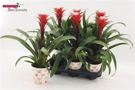 Горшечные цветы и растения оптом Guzm Hope In Potcover от 6шт из Голландии с доставкой по России