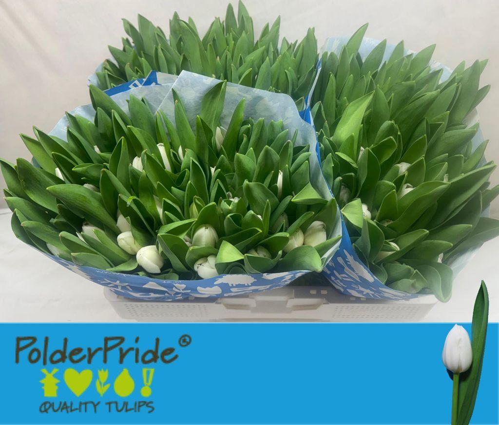 Срезанные цветы оптом Tulipa si royal virgin от 150шт из Голландии с доставкой по России