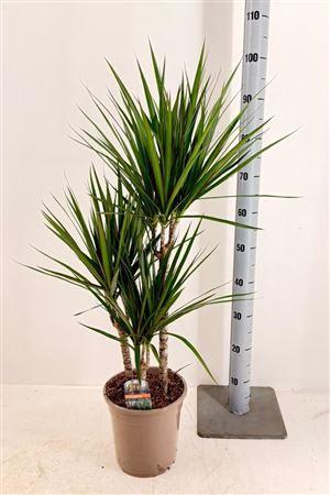 Горшечные цветы и растения оптом Dra Marginata 45-25-10 Cm от 1шт из Голландии с доставкой по России