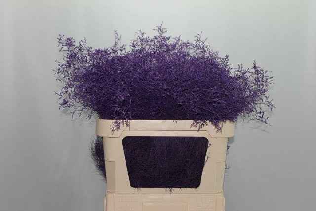 Срезанные цветы оптом Limonium paint lilac dark от 25шт из Голландии с доставкой по России