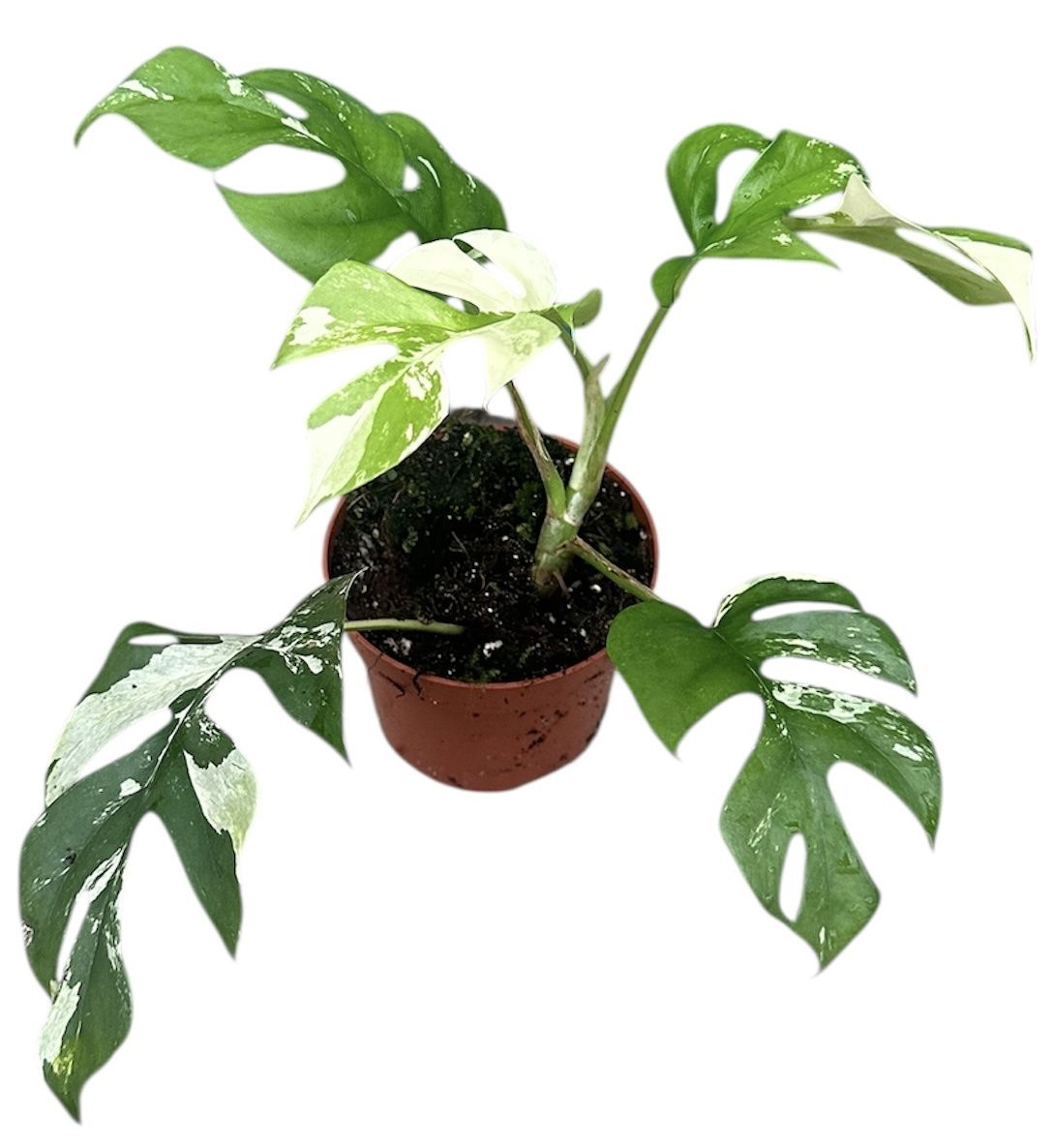 Горшечные цветы и растения оптом Rhaphidophora Tetrasperma Variegata от 1шт из Голландии с доставкой по России