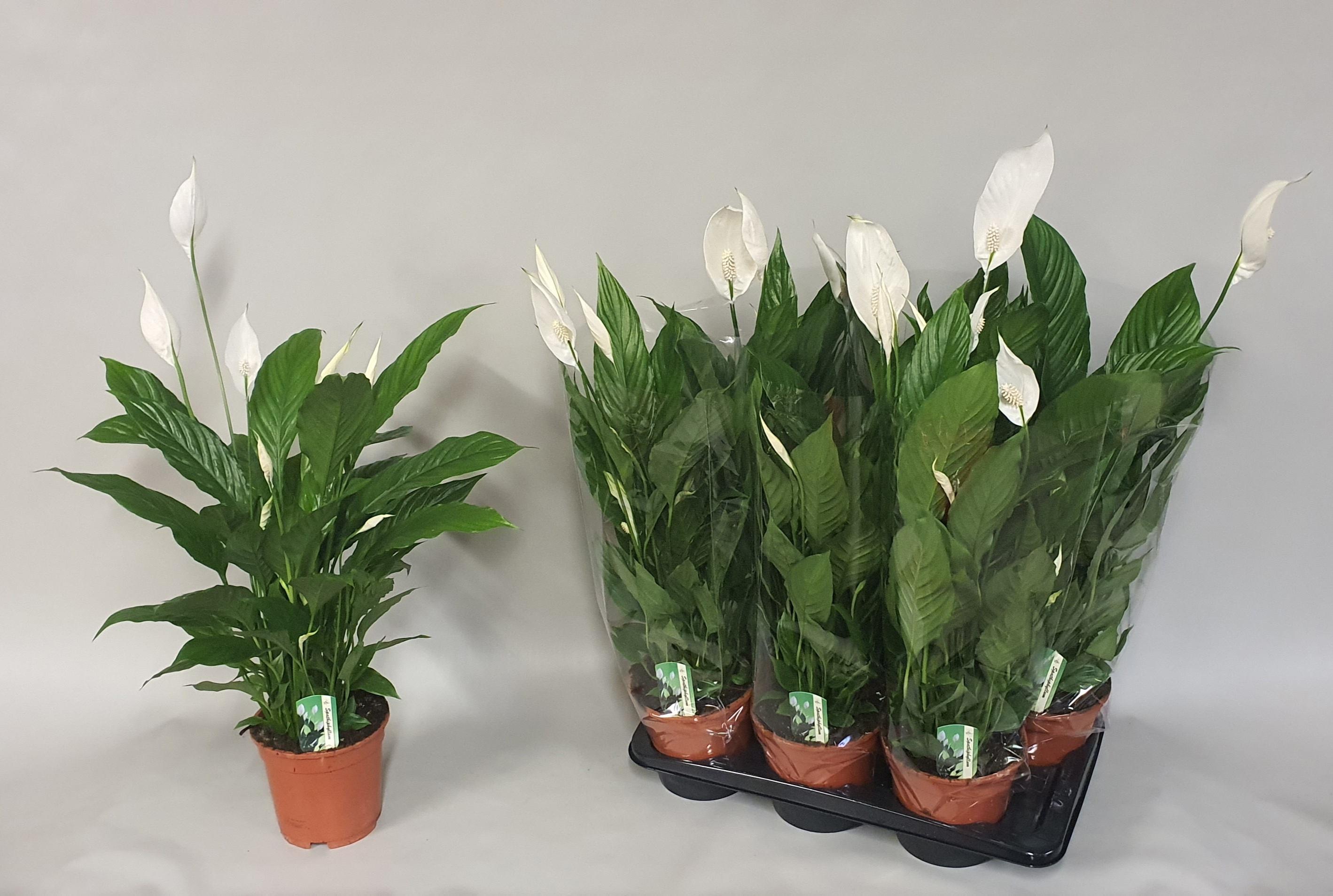 Горшечные цветы и растения оптом Spathiphyllum Verdi от 6шт из Голландии с доставкой по России