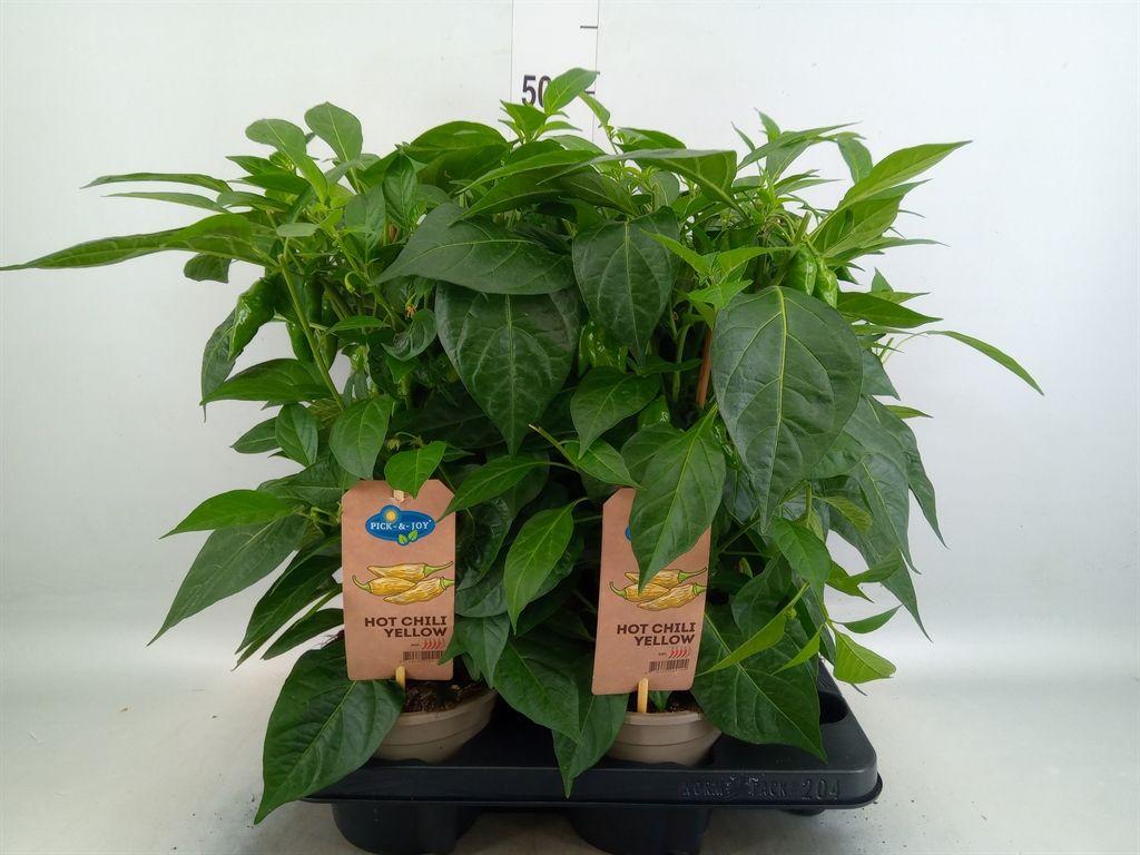 Горшечные цветы и растения оптом Capsicum Annuum   ...peper от 4шт из Голландии с доставкой по России