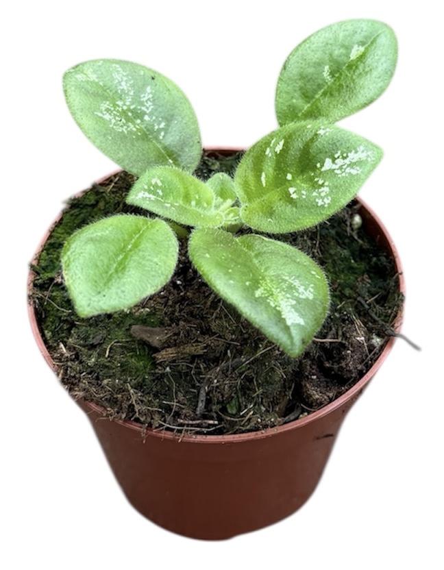 Горшечные цветы и растения оптом Michaelmoelleria Sp No Id от 1шт (для телеги) из Голландии с доставкой по России