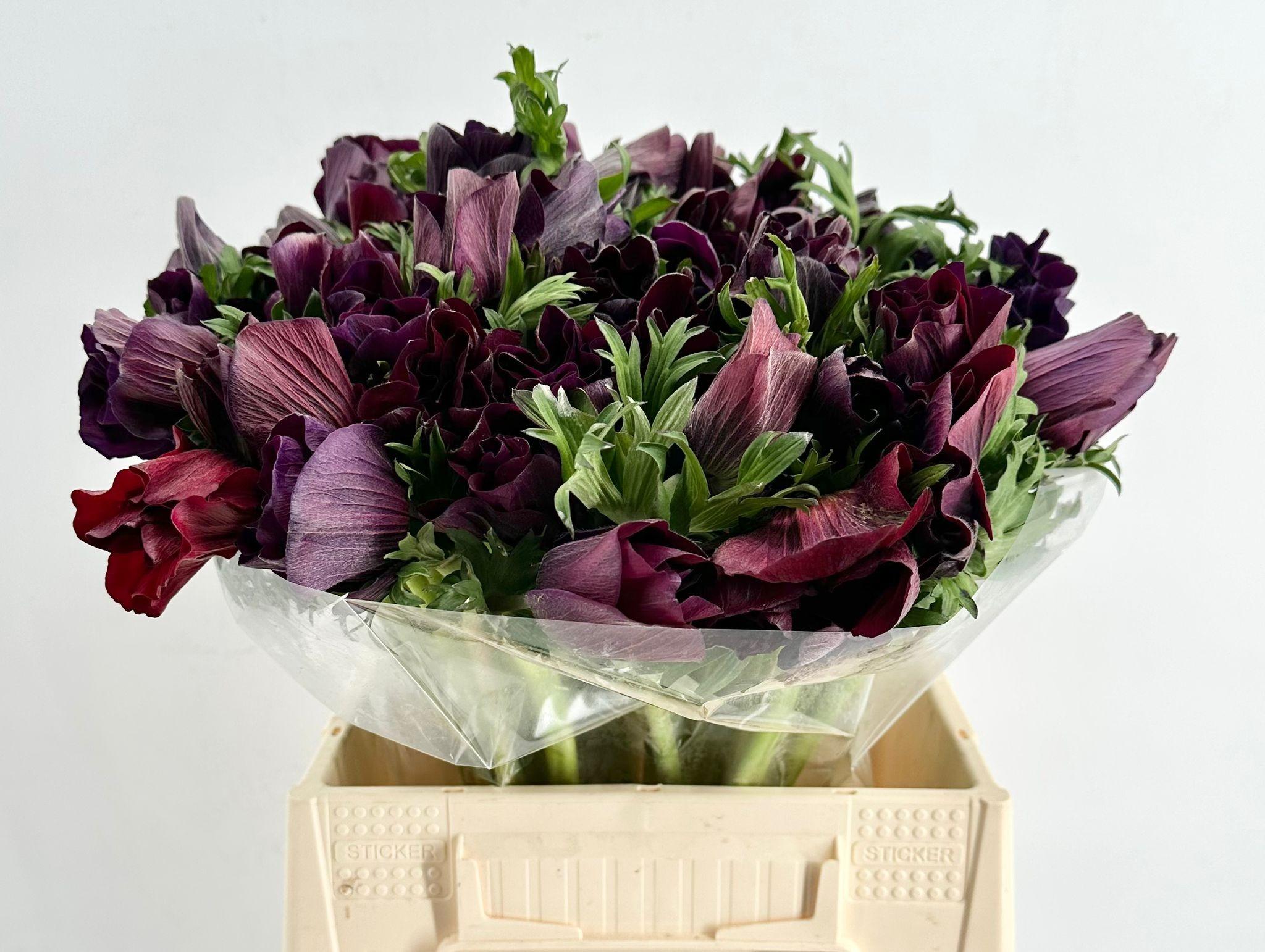 Срезанные цветы оптом Anemone mistral plus black от 50шт из Голландии с доставкой по России