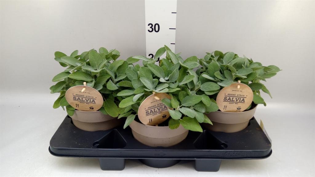 Горшечные цветы и растения оптом Salvia Officinalis от 3шт из Голландии с доставкой по России