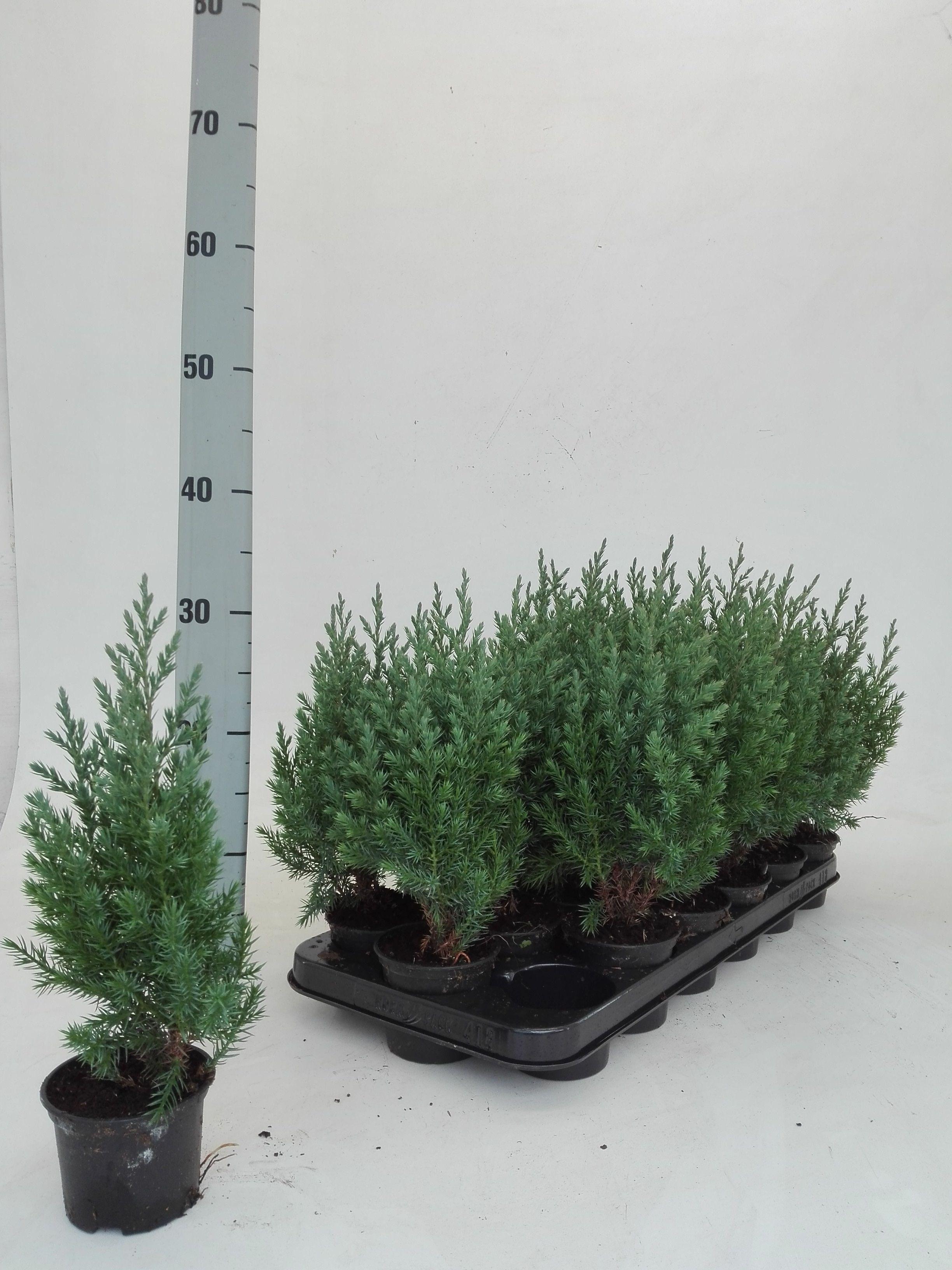 Горшечные цветы и растения оптом Juniperus Chin. Stricta от 18шт (для телеги) из Голландии с доставкой по России