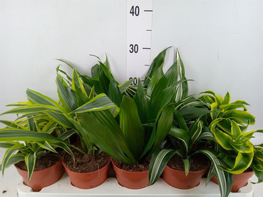 Горшечные цветы и растения оптом Dracaena   ...mix от 10шт из Голландии с доставкой по России