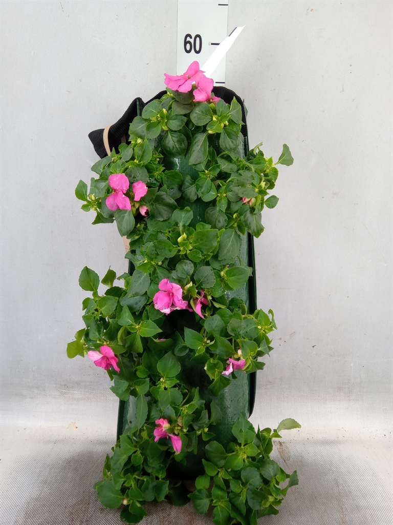 Горшечные цветы и растения оптом Impatiens Wall.   ... от 1шт из Голландии с доставкой по России