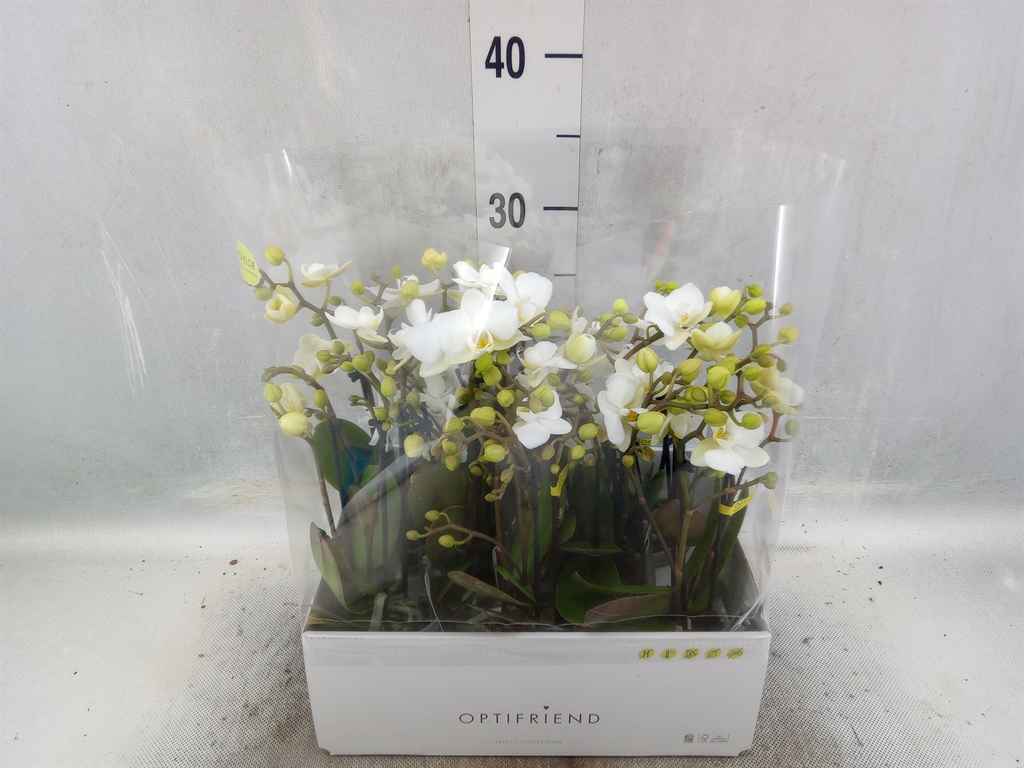 Горшечные цветы и растения оптом Phalaenopsis Multi.   ...white от 8шт из Голландии с доставкой по России