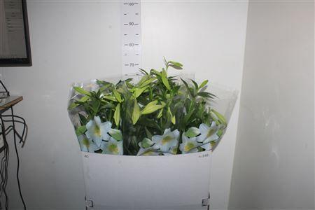 Горшечные цветы и растения оптом Lil Lo Miracle 5pp от 5шт из Голландии с доставкой по России