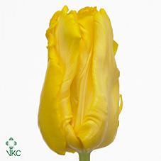 Срезанные цветы оптом Tulipa pa yellow sun от 100шт из Голландии с доставкой по России