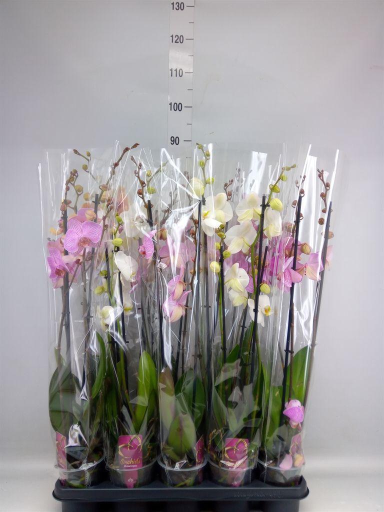 Горшечные цветы и растения оптом Phalaenopsis   ...mix от 10шт из Голландии с доставкой по России