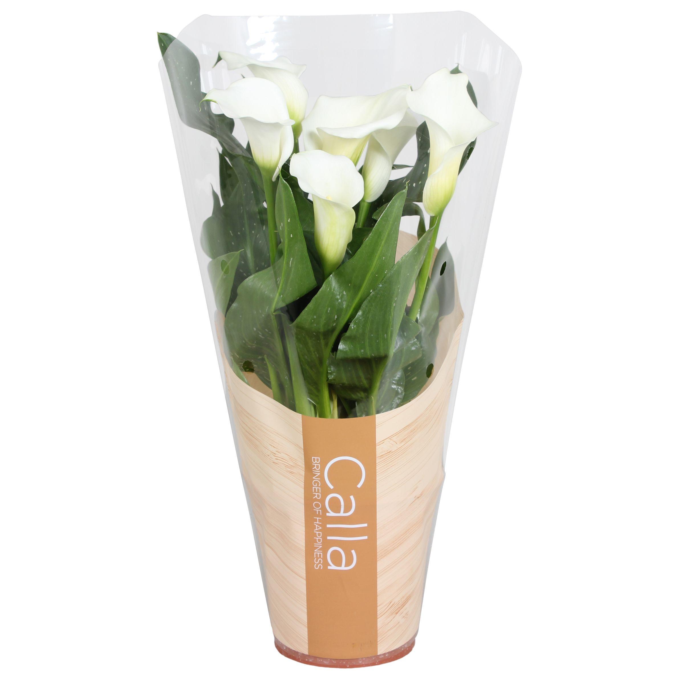Горшечные цветы и растения оптом Zantedeschia Fresco White 5+ от 8шт из Голландии с доставкой по России