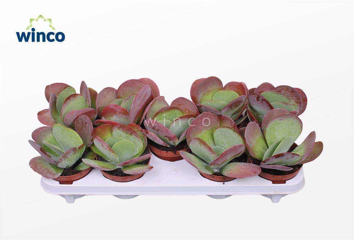 Горшечные цветы и растения оптом Kalanchoe Thyrsifl от 9шт из Голландии с доставкой по России