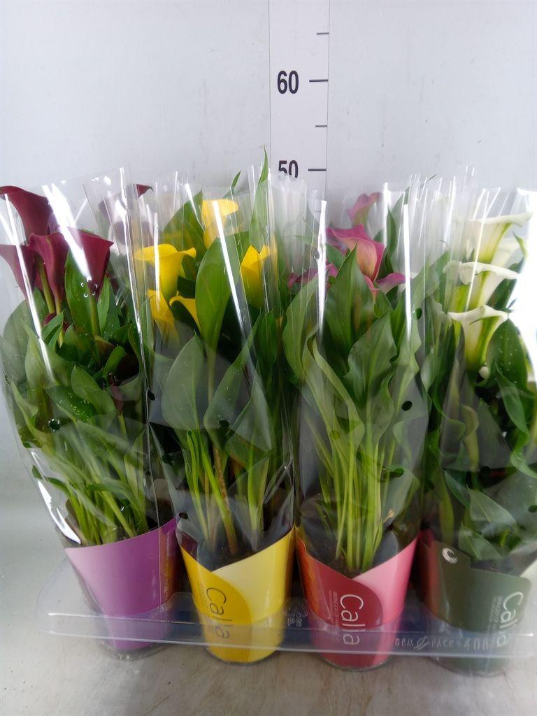 Горшечные цветы и растения оптом Zantedeschia   ...mix от 8шт из Голландии с доставкой по России