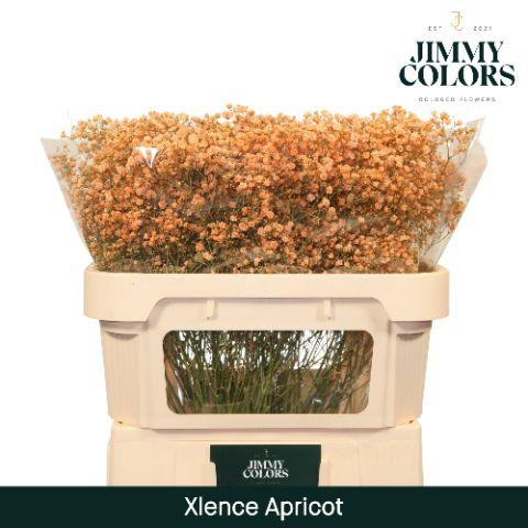 Срезанные цветы оптом Gyps large paint apricot от 75шт из Голландии с доставкой по России