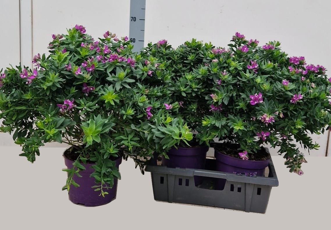 Горшечные цветы и растения оптом Polyga Myrtifolia от 2шт из Голландии с доставкой по России