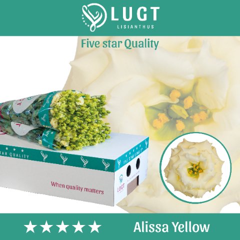 Срезанные цветы оптом Lisianthus do alissa yellow от 140шт из Голландии с доставкой по России