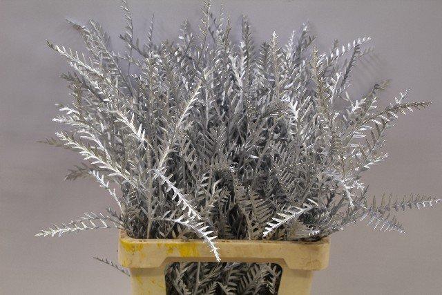 Срезанные цветы оптом Grevillea ivanhoe paint silver от 50шт из Голландии с доставкой по России