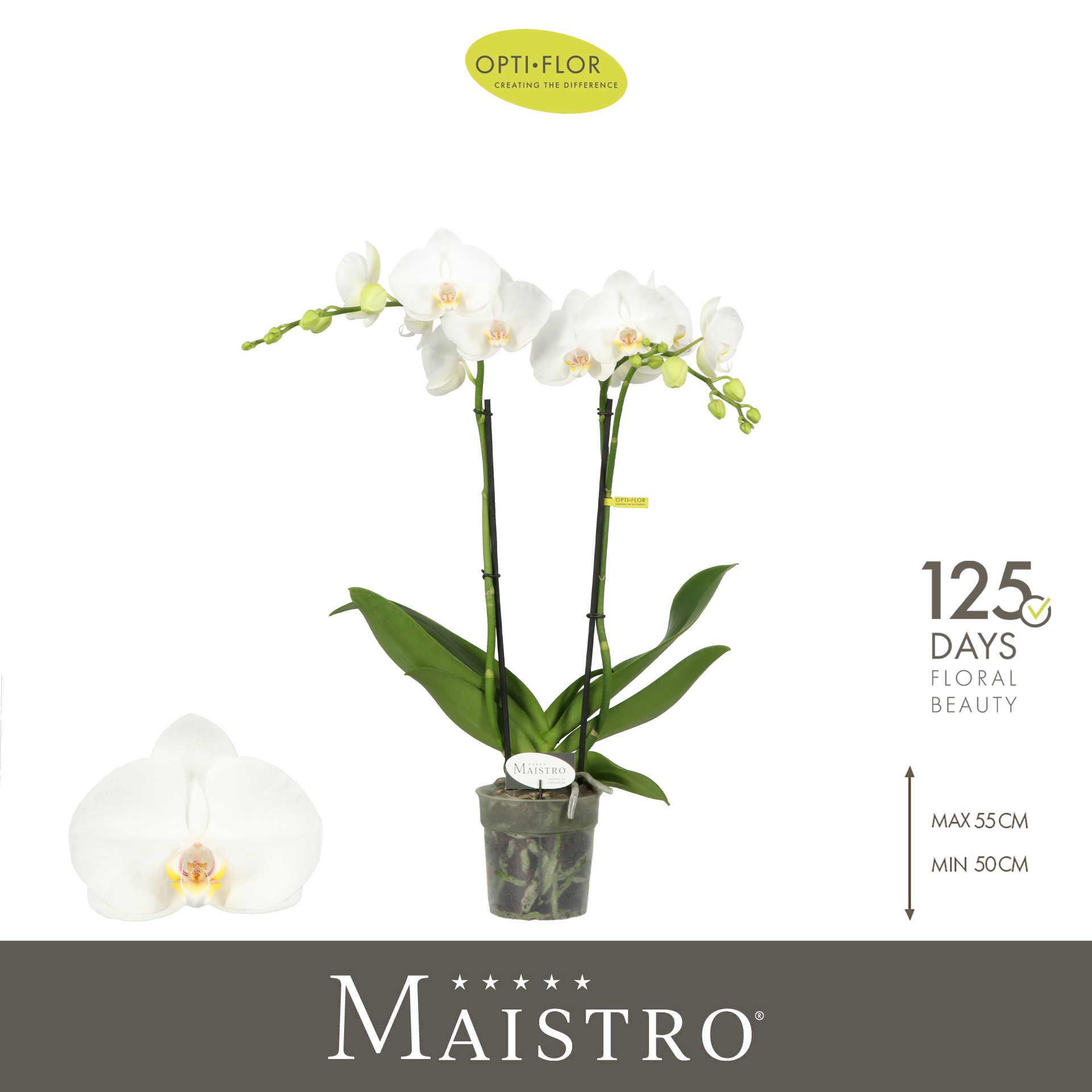 Горшечные цветы и растения оптом Phal 2st Maistro Mozart 18+ (opti) от 6шт из Голландии с доставкой по России