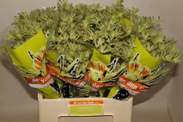 Срезанные цветы оптом Anigozanthos green от 80шт из Голландии с доставкой по России