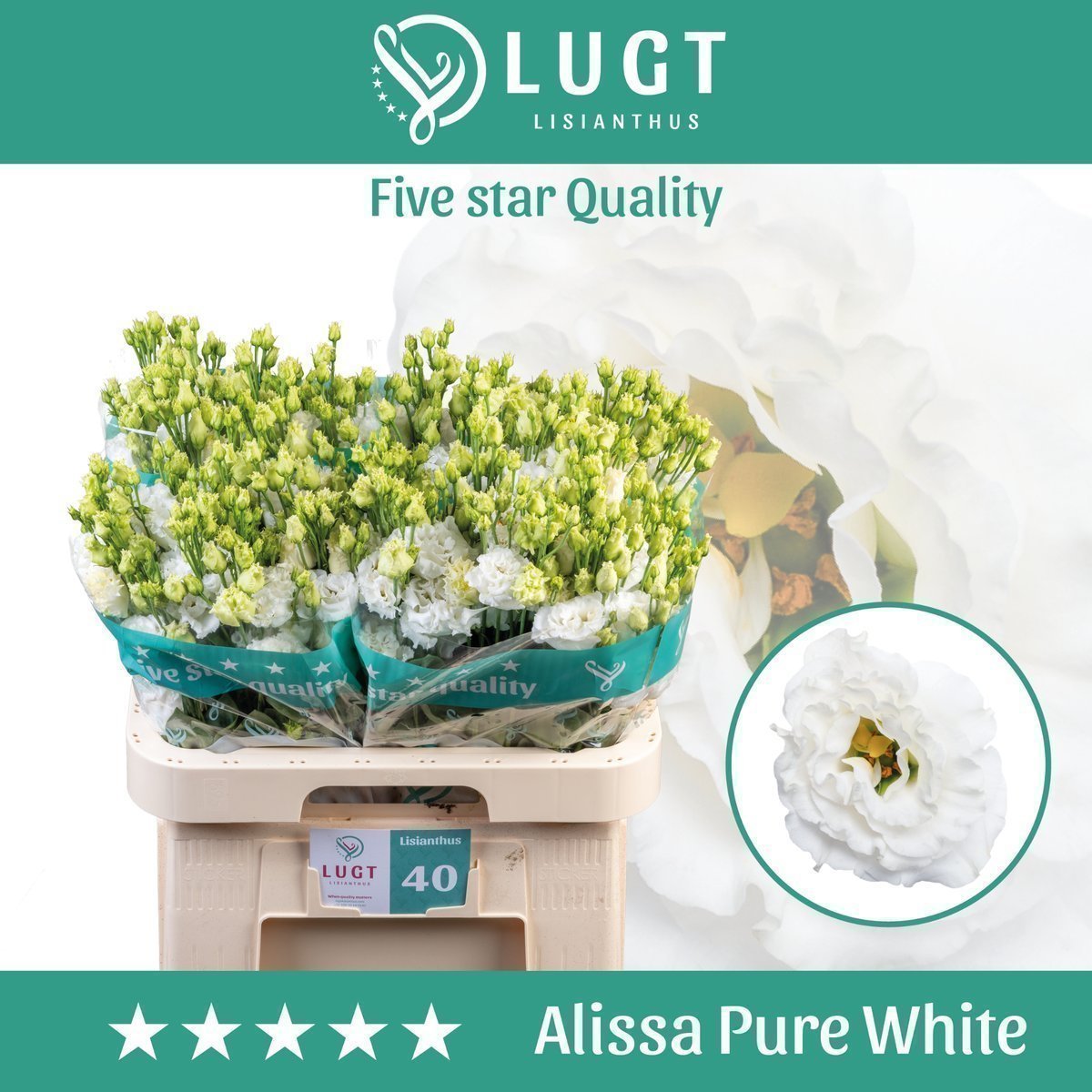 Срезанные цветы оптом Lisianthus do alissa pure white от 40шт из Голландии с доставкой по России