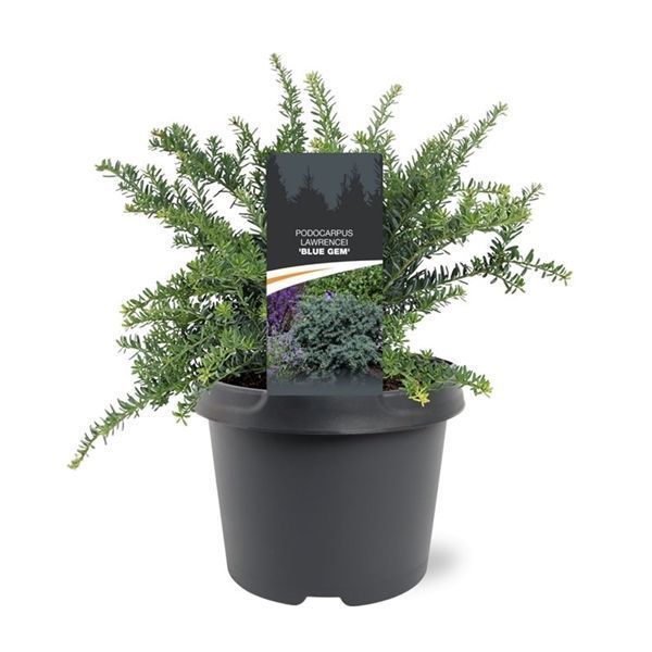 Горшечные цветы и растения оптом Podocarpus Lawrencei Blue Gem от 1шт из Голландии с доставкой по России