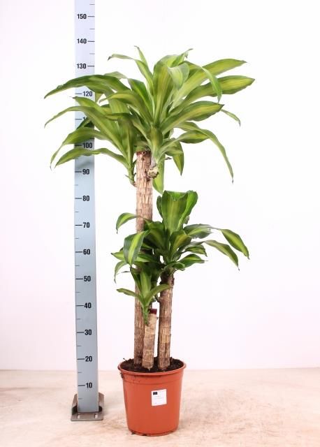 Горшечные цветы и растения оптом Dracaena Frag. Massangeana от 1шт из Голландии с доставкой по России