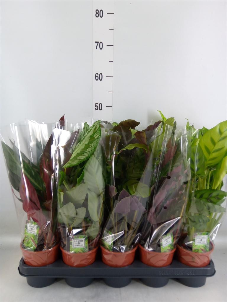 Горшечные цветы и растения оптом Calathea   ...mix 5 от 10шт из Голландии с доставкой по России