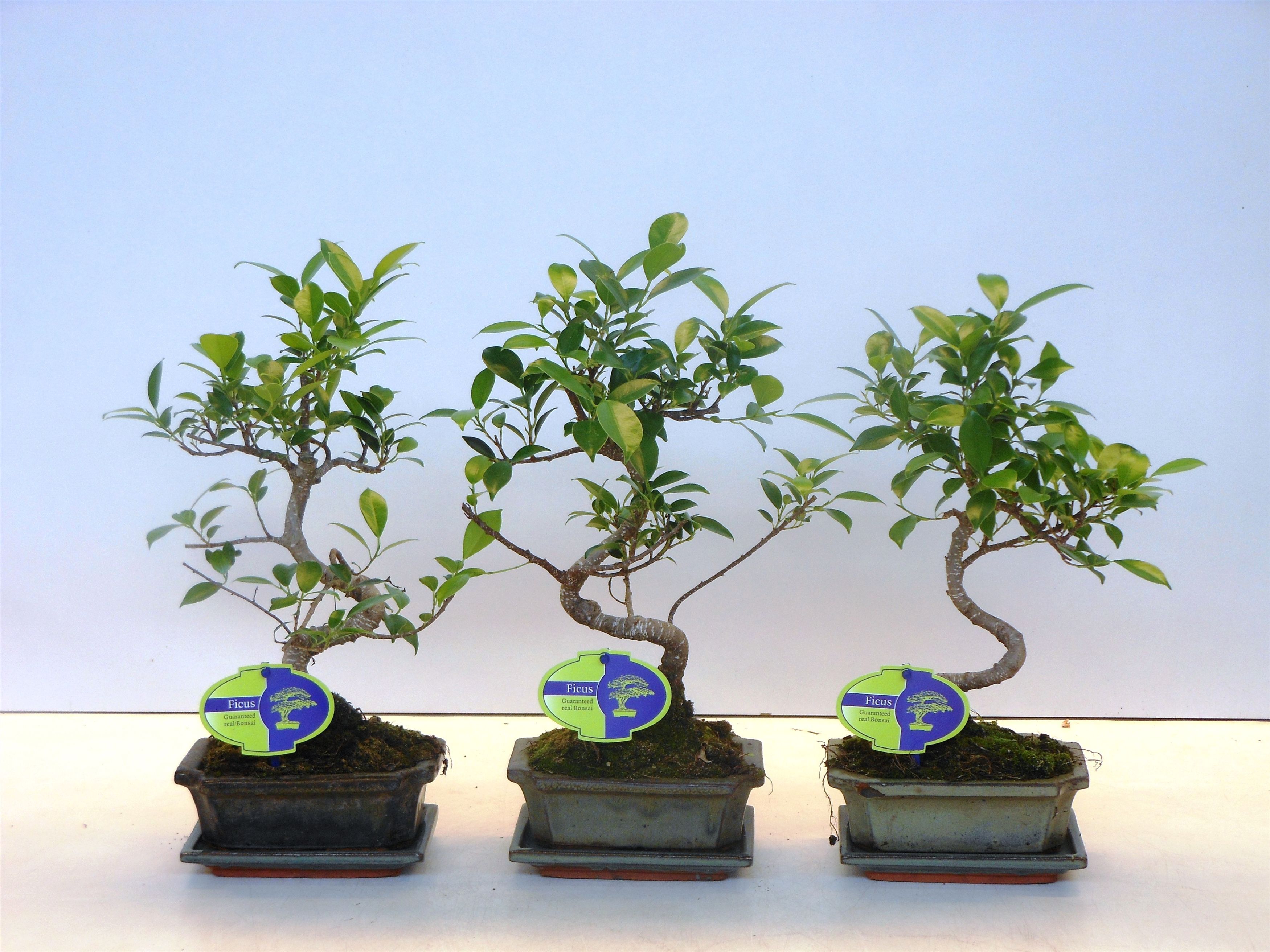Горшечные цветы и растения оптом Bonsai Ficus Retusa  With Drip Tray от 10шт из Голландии с доставкой по России
