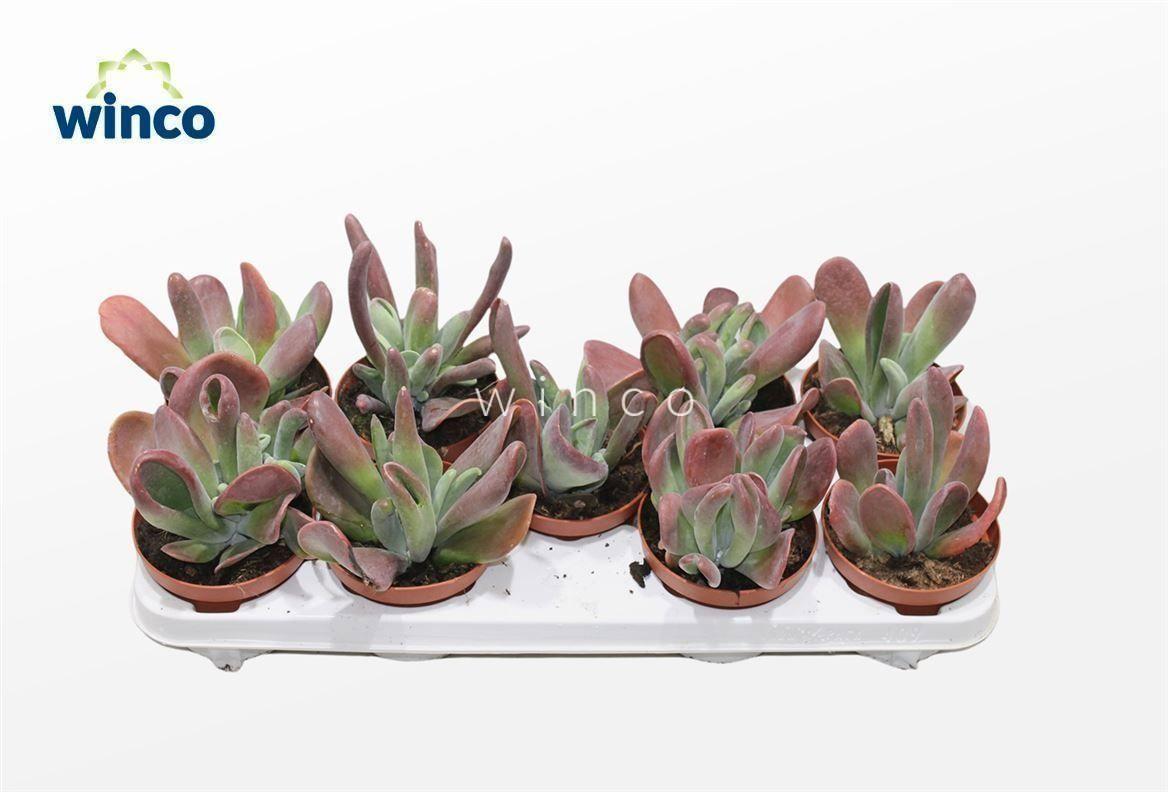 Горшечные цветы и растения оптом Kalanchoe Ov от 9шт из Голландии с доставкой по России