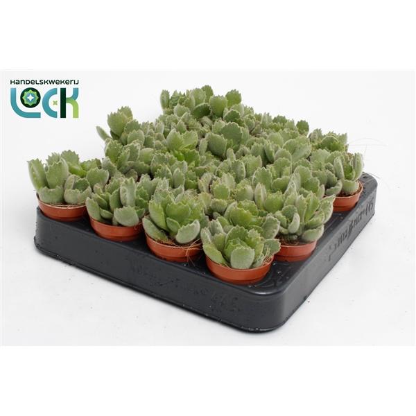 Горшечные цветы и растения оптом Cotyledon Ladysmithiensis от 20шт (для телеги) из Голландии с доставкой по России