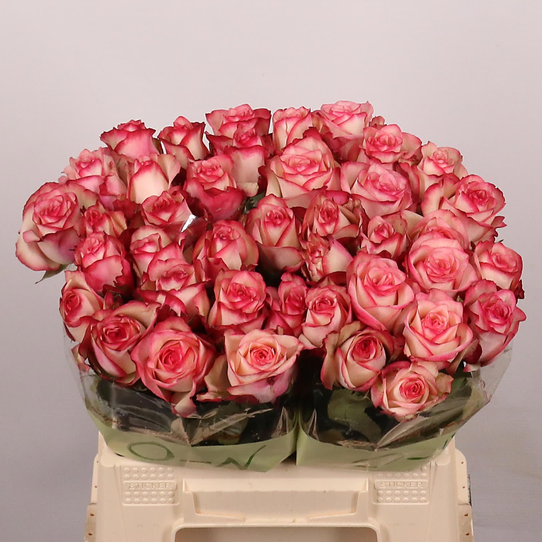 Срезанные цветы оптом Rosa large paloma от 40шт из Голландии с доставкой по России
