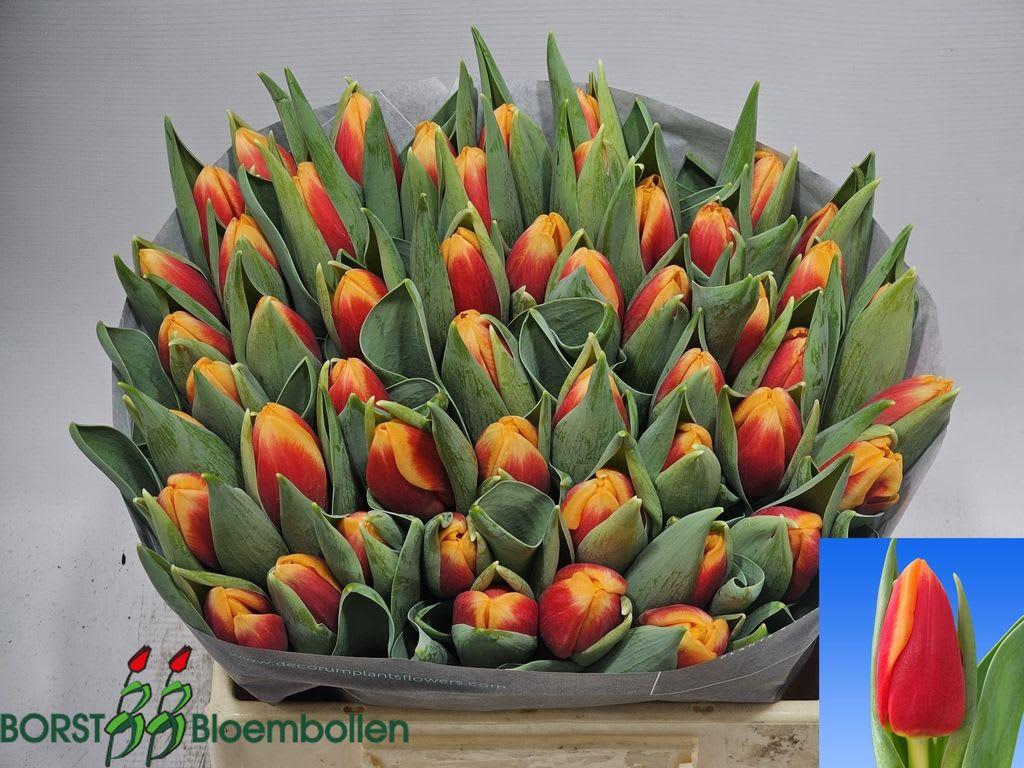 Срезанные цветы оптом Tulipa si spirit от 50шт из Голландии с доставкой по России