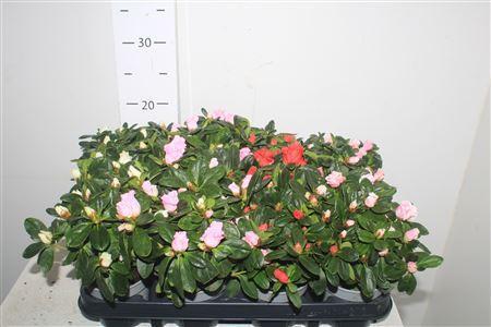 Горшечные цветы и растения оптом Rhodo Si Gem от 12шт (для телеги) из Голландии с доставкой по России